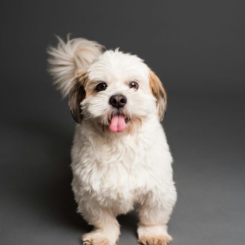 pexels-goochie-poochie-3361739